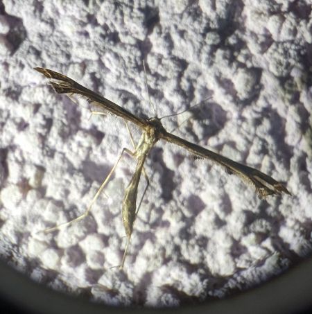 Amblyptilia acanthadactyla 
