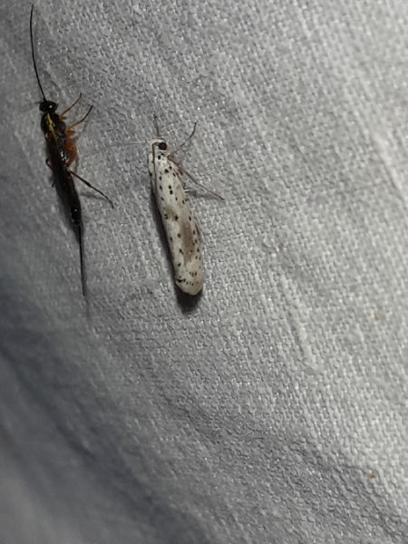 Yponomeuta irrorella  - Sylvain Lethuillier
