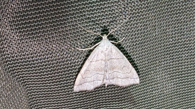 Herminia tarsicrinalis 
