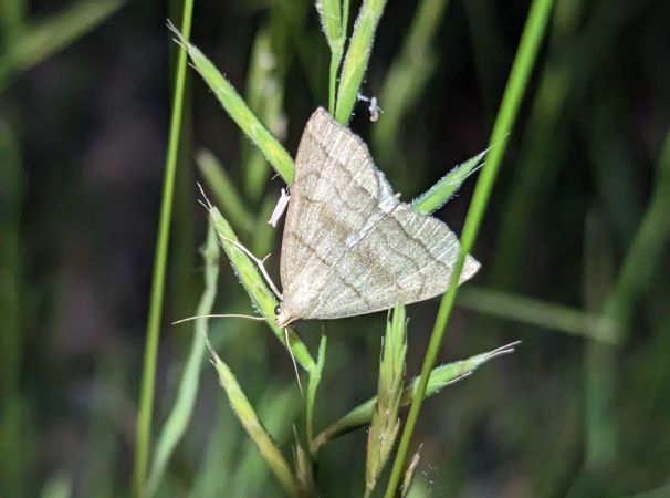 Herminia tarsicrinalis 