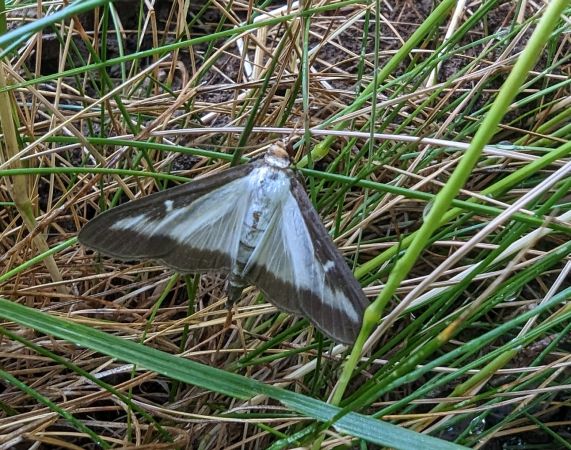 Pyrale du Buis 