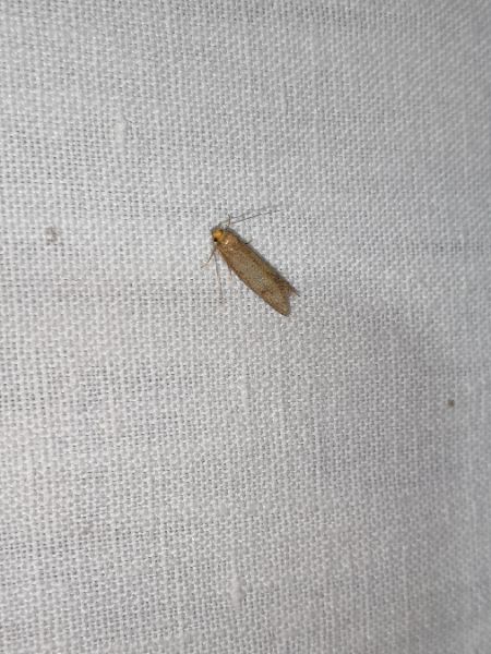 Agnoea josephinae  - Sylvain Lethuillier