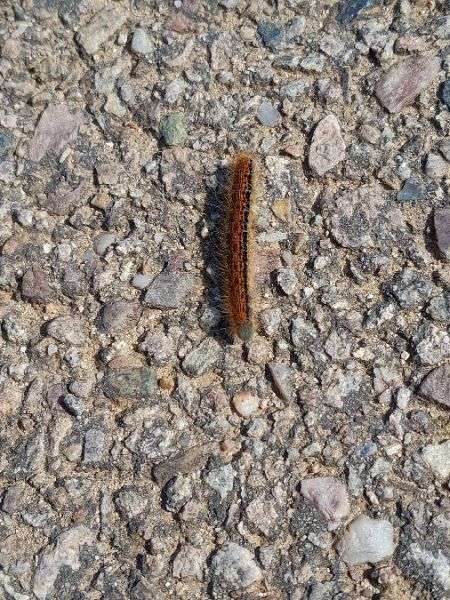 Malacosoma castrensis  - Sylvain Lethuillier