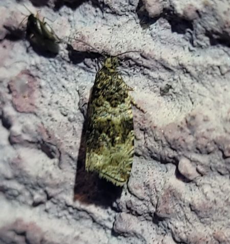 Celypha lacunana  - Thomas Lux