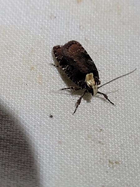 Agonopterix liturosa  - Thomas Lux