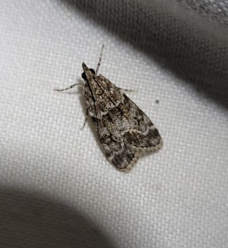 Eudonia lacustrata  - Thomas Lux
