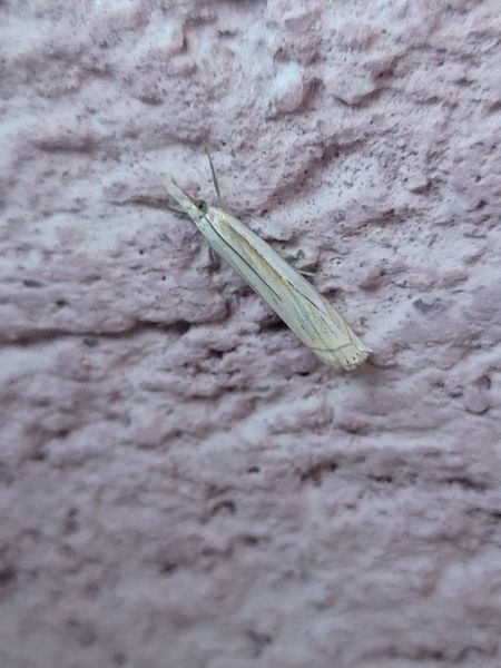 Crambus des pâturages  - Thomas Lux