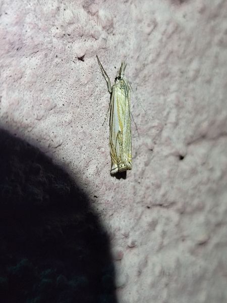 Crambus lathoniellus  - Thomas Lux