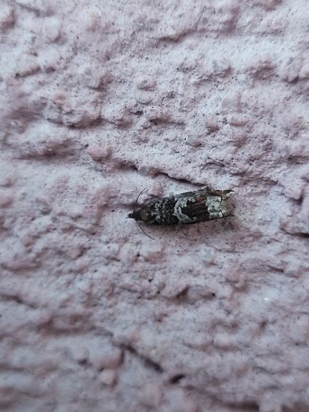 Ancylis achatana  - Thomas Lux