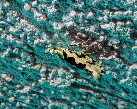 Ypsolopha sequella 
