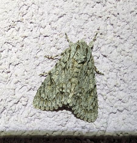 Acronicta aceris 