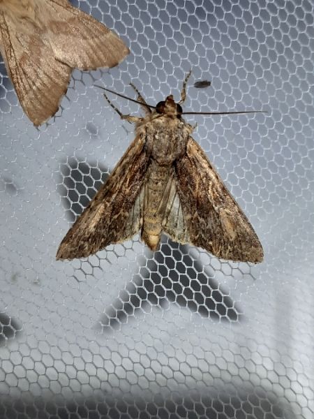 Apamea monoglypha  - Sylvain Lethuillier