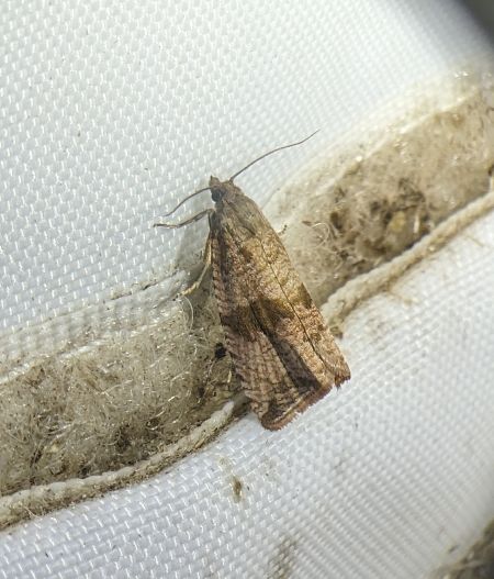 Celypha striana 