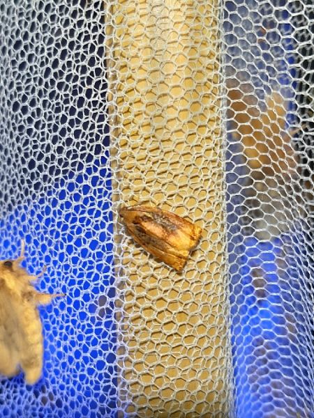Archips podana  - Sylvain Lethuillier