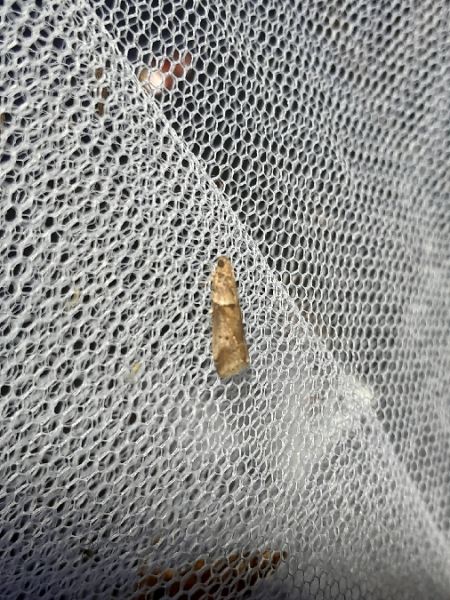 Acrobasis consociella  - Sylvain Lethuillier