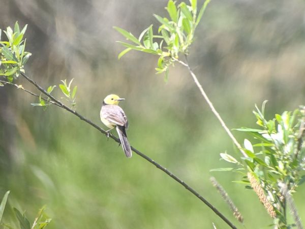 pliszka cytrynowa  - Bartłomiej Kusal