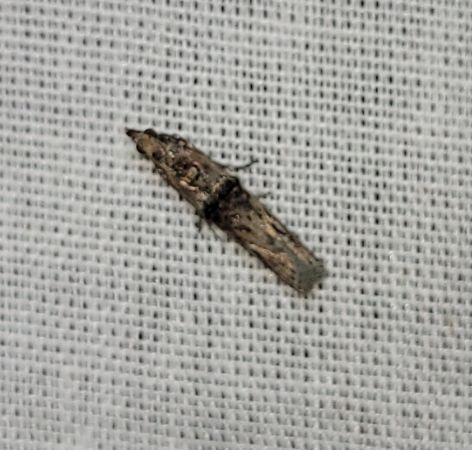 Nephopterix angustella  - Thomas Lux