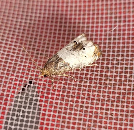 Notocelia roborana  - Thomas Lux