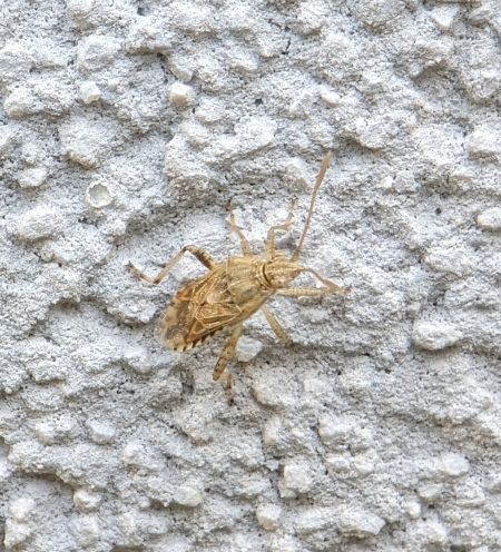 Stictopleurus abutilon 