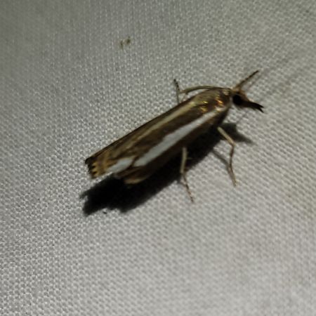 Crambus ericella  - Thomas Lux