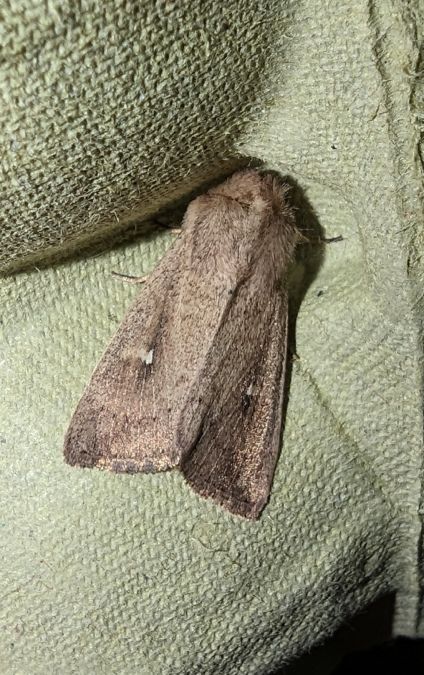 Mythimna ferrago 