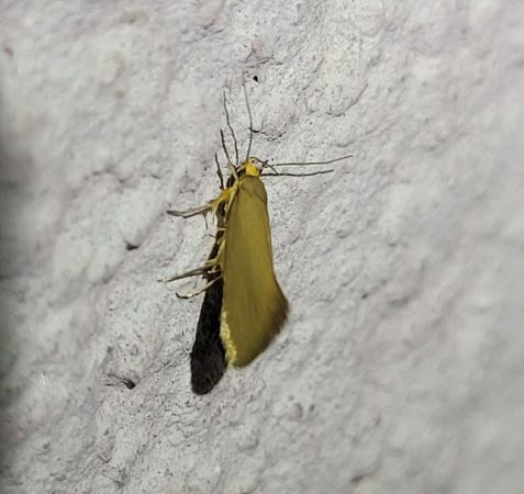 Crassa unitella  - Thomas Lux