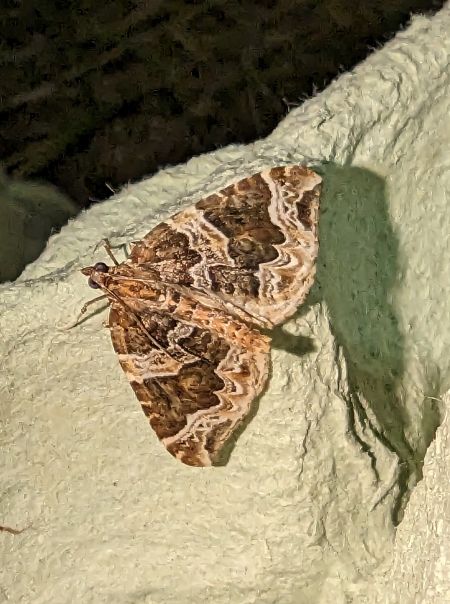 Eulithis prunata 