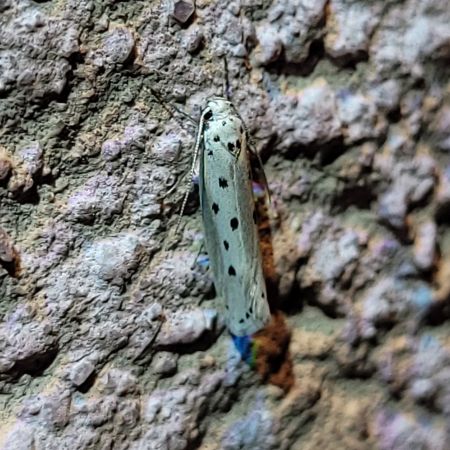 Ethmia terminella  - Thomas Lux
