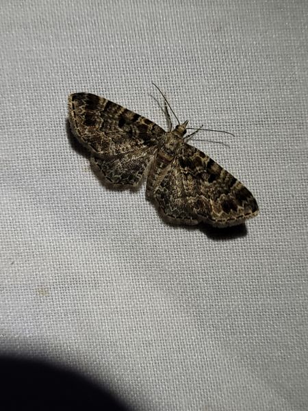 Eupithecia abietaria  - Thomas Lux