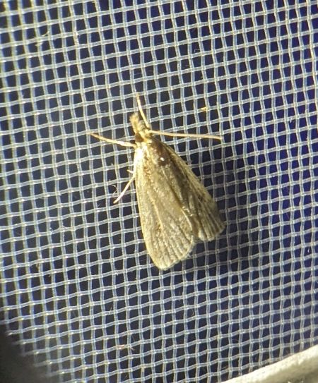 Eudonia pallida 