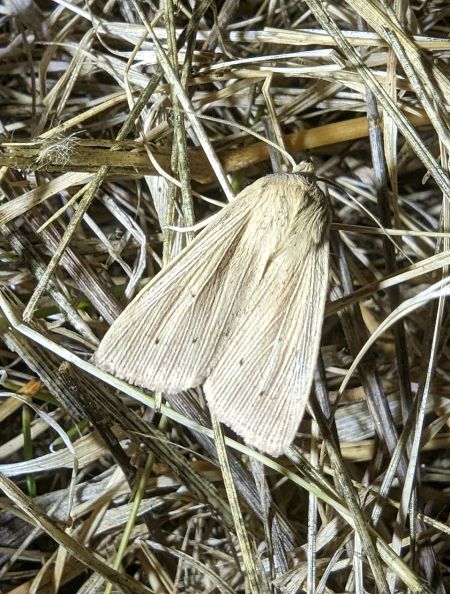 Mythimna straminea 