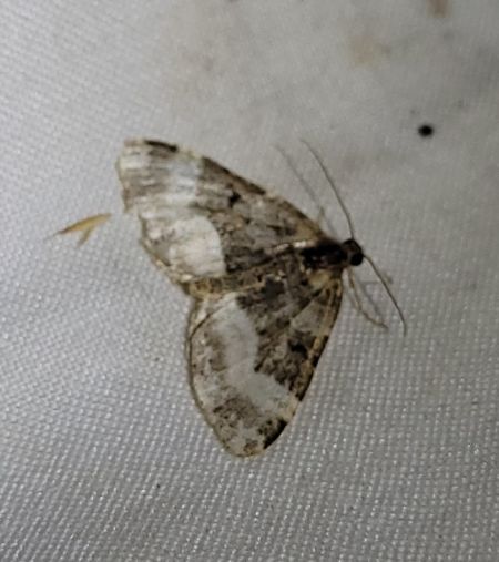 Euphyia unangulata  - Thomas Lux