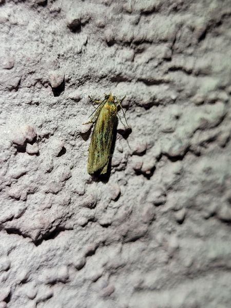 Eucosma sp.  - Thomas Lux