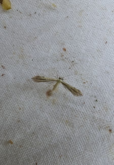 Adaina microdactyla 