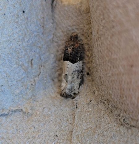 Gypsonoma aceriana  - Thomas Lux