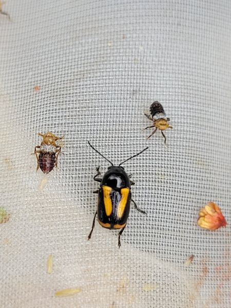 Cryptocephalus sp.  - Thomas Lux