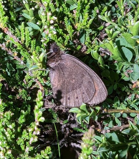 Piedmont Ringlet 