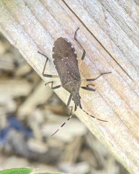 Dicranocephalus agilis 