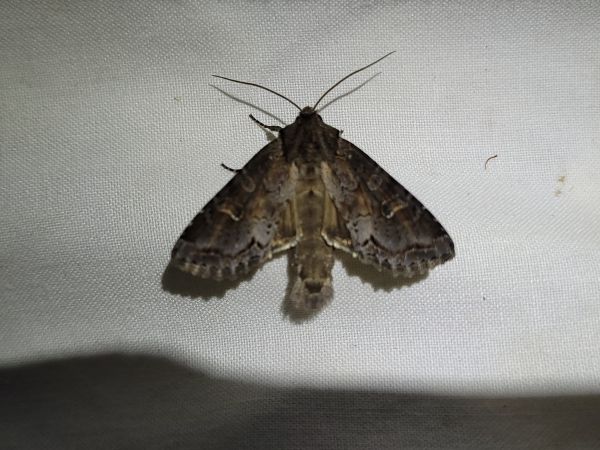 Polia bombycina  - Thomas Lux