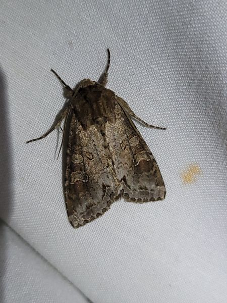 Polia bombycina  - Thomas Lux
