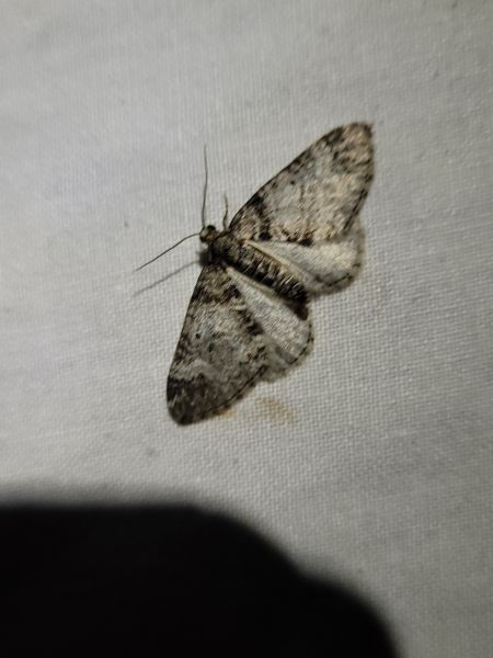 Perizoma juracolaria  - Thomas Lux