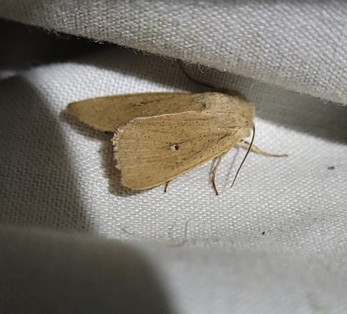 Mythimna sicula  - Thomas Lux