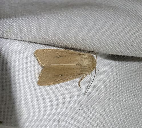 Mythimna sicula  - Thomas Lux