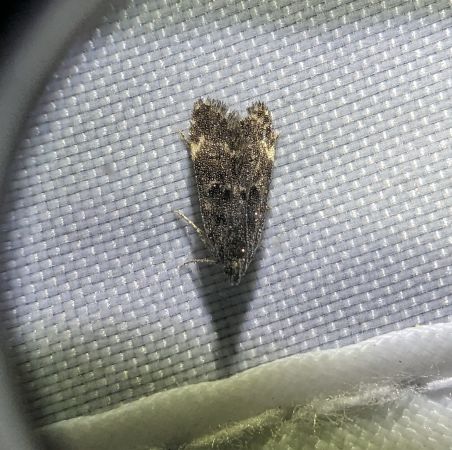 Dichomeris alacella 