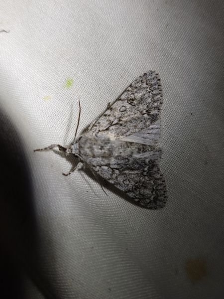 Acronicta aceris  - Thomas Lux