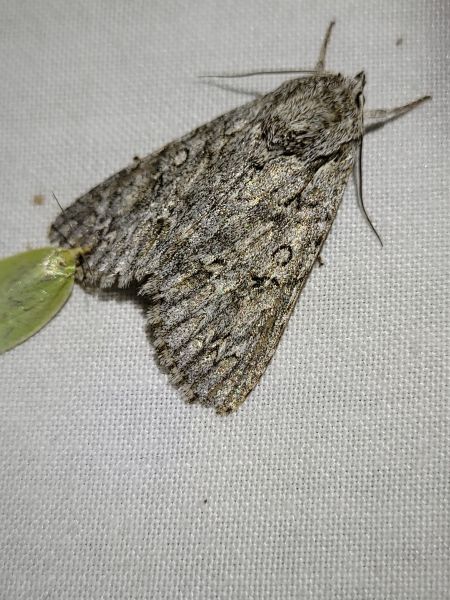 Acronicta aceris  - Thomas Lux