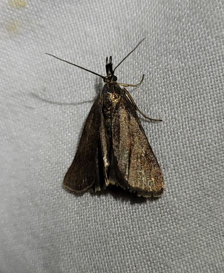 Hypochalcia ahenella  - Thomas Lux