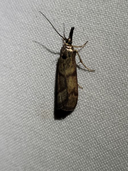 Hypochalcia ahenella  - Thomas Lux