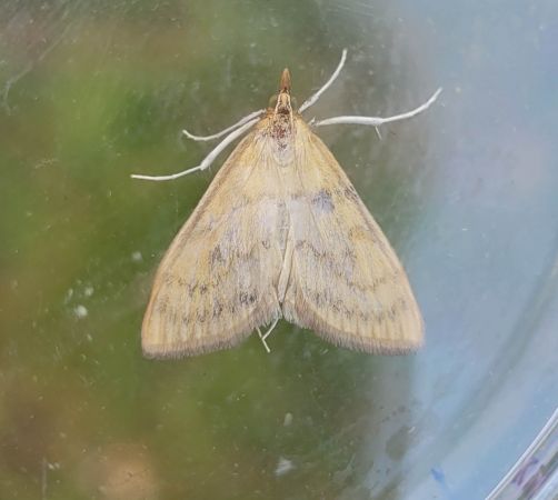 Sitochroa verticalis 