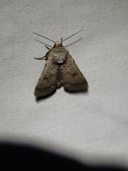Hoplodrina respersa  - Thomas Lux